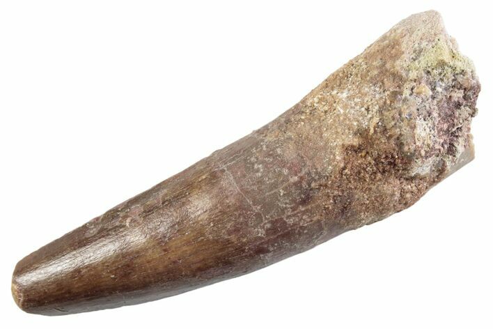 Fossil Spinosaurus Tooth - Feeding Worn Tip #360186